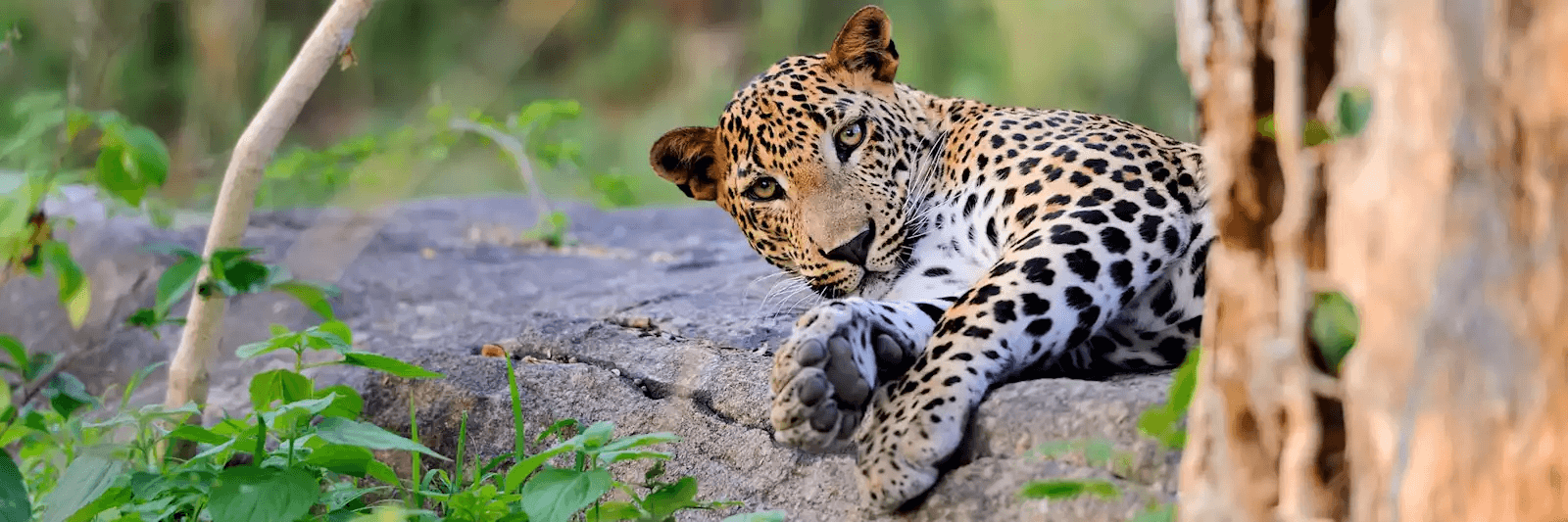 explore-srilanka-tierwelt-animal-world-lankaawo-travels-srilanka